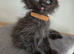 Stunning Maine Coon X Ragdoll