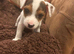 Outstanding jack Russell pups
