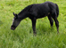 Connemara x Traditional gypsy cob