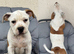 Old tyme x American bulldog REDUCED