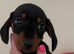LAST 1 Miniature Dachshund puppies ready now