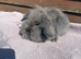 Baby lion head lops