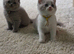 9 Beautiful British Shorthairs