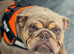 Lilac and tan female bulldog