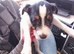 Parson Russll Terrier Pedigree Puppies
