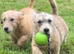 Two Glen of amaal Terriers pups