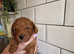 KC registered miniature poodle for STUD