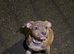 Last ones left!! Quality pocket bullys looking for forever homes.