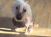 Chinese crested x spaniel