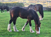 Shire Colt