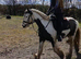 Stunning Welch x Cob Gelding