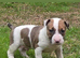 English bullterrier pupps