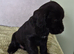 Stunning cocker spaniel puppies