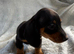 Miniature dachshund