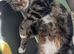 Looking for a loving home for my 3 cats due to change in circumstances