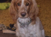 READY NOW Beautiful Litter of Cockapoo Puppies