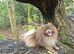 KC reg Lilac insane young adult boy mini lion