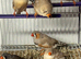 Various zebra finches