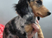Silver dapple long haired female miniature dachshund