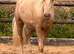 AES Czech WB 14:2hh 4yrs gelding