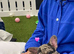 Beautiful frenchie pups