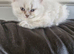 British short haired cross kitten for sale