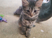 Kittens
