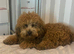 Patterpoo puppy