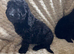 Cockapoo puppy