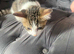 2 kittens for sale need gone asap 16weeks old