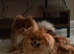 KC reg True teddybear Pom puppies RARE colours!