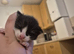 3 kittens