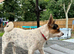 Beautiful dog for stud