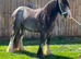 Blue roan riding gelding GELDING
