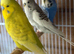 8 budgies looking for new home
