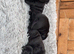 Champion bloodline kc Staffordshire bullterrier puppies