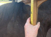 Lovely Irish Sports Horse Filly 2yrs