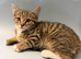 Cute kittens are looking for a new home.