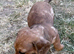 Daxie puppies for Sale