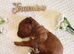 Beautiful F1b Cavapoo Puppies – 360 Health Tested Parents