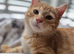 Kittens ready now pixie bob mix