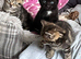 7 week old kittens