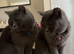 Beautiful British short haired kittens