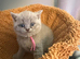 Beautiful British shorthair kittens