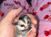 Stunning Sugar Glider Joey Siblings – Mosaic & Standard Gray (both 100% Het Creamino)