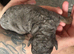 BEAUTIFUL COCKAPOO PUPPIES