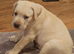 Bullmastiff cross cane corso puppies