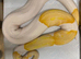 SPECIAL DAY IF HE GOES THIS MONTH (MAY) albino pied python