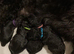 Beautiful black F2 Labradoodles