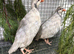 Silver Chucker partridge